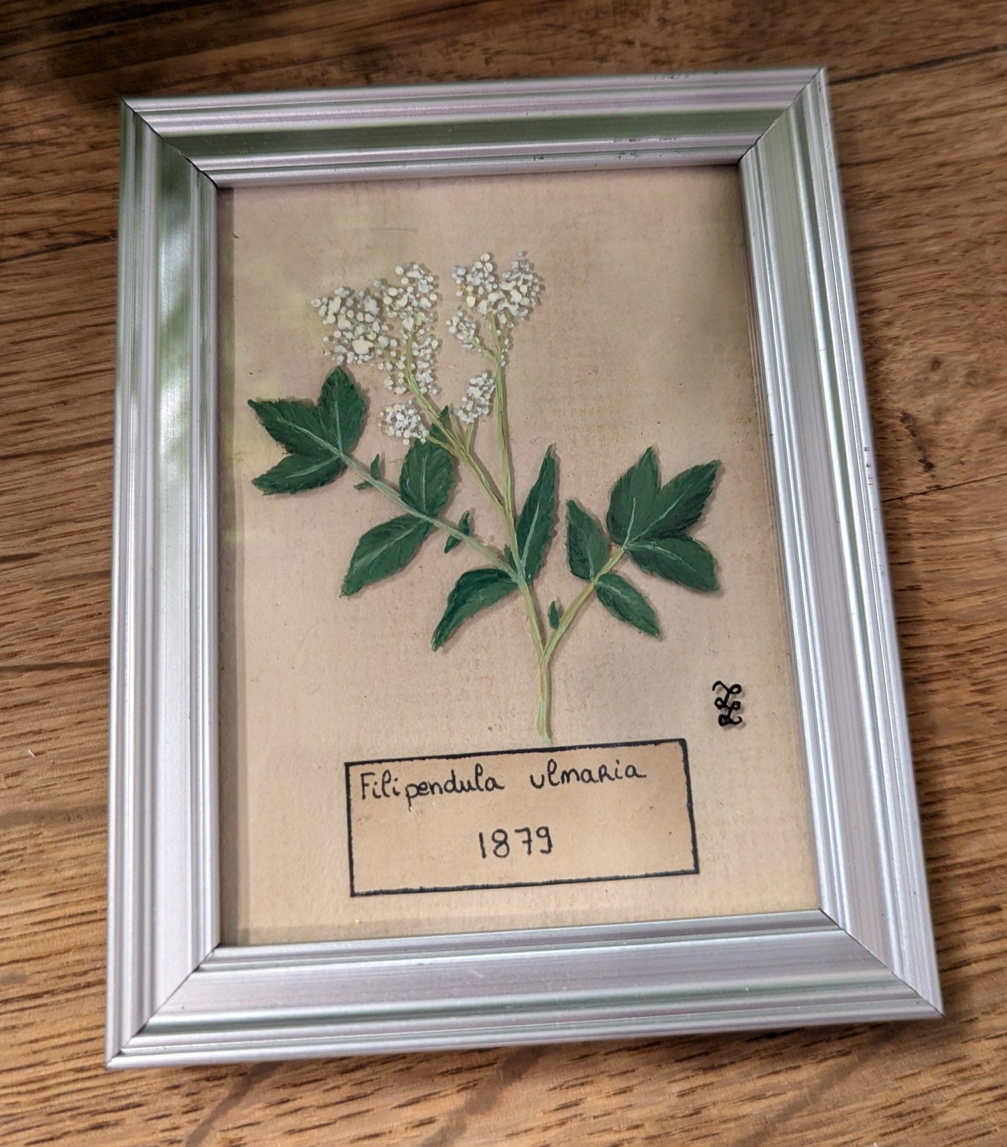 Cadre botanique - plante médicinale